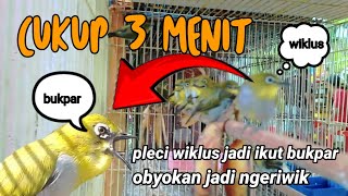 Download lagu pake terapi pleci ini pleci ngeriwik jadi ngalas buka paruh | terapi pleci bahan ngeriwik berjamaah mp3
