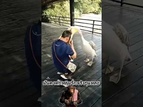 มันคงตกหลุมรักจริงๆนันแหละ #ความรู้ #น่าสนใจ #animals