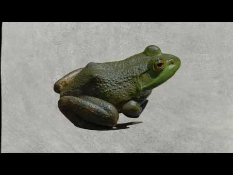 Kako prestati odugovlačiti?  [Brian Tracy - Pojedi tu žabu]