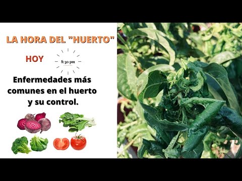 , title : 'La Hora del Huerto: Enfermedades de las plantas del huerto casero'