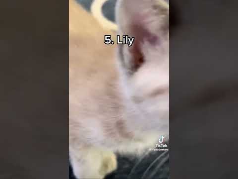 Most popular cat names of 2021 (not my video)