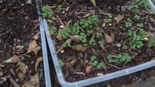 Urban Survival Patio Gardening - Episode 3