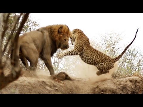 Male Lion Stalks & Attacks Leopard