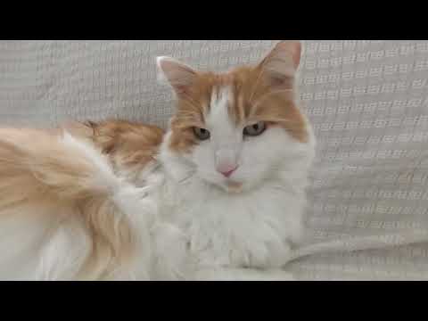 SABAH RİTÜELİ: FIRILDAK VE MAKBULE İLE SICACIK ANLAR