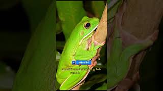 Download lagu Katak Pohon Papua #KatakPohonPapua #LitoriaInfrafrenata #PapuaNugini #Amfibi mp3 Download lagu Katak Pohon Papua #KatakPohonPapua #LitoriaInfrafrenata #PapuaNugini #Amfibi mp3