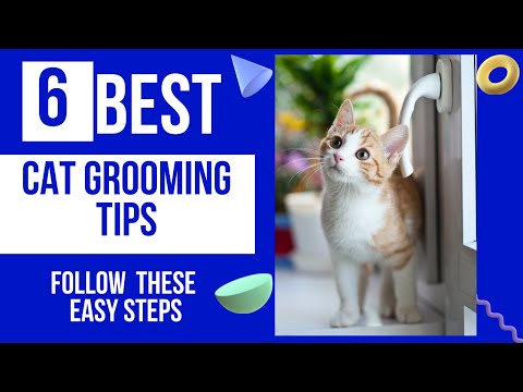 6 Steps To Make Your Cat's Grooming Time the Most Blissful