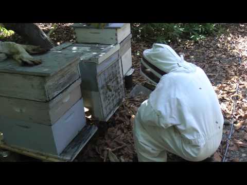 Instrumental Insemination of Honeybees - Collecting Drones
