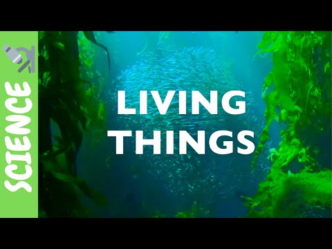 Living and Non-Living Things | Science for KIDS!