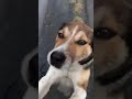 Barney 22 0422 Video 006