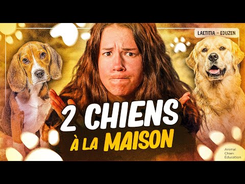 Having two dogs: a false good idea? | Laetitia Gonnon - Eduzen