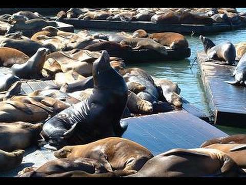San Francisco's Sea Lions at Pier 39 (in HD)
