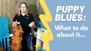 Puppy Blues - Are you depressed with new puppy?