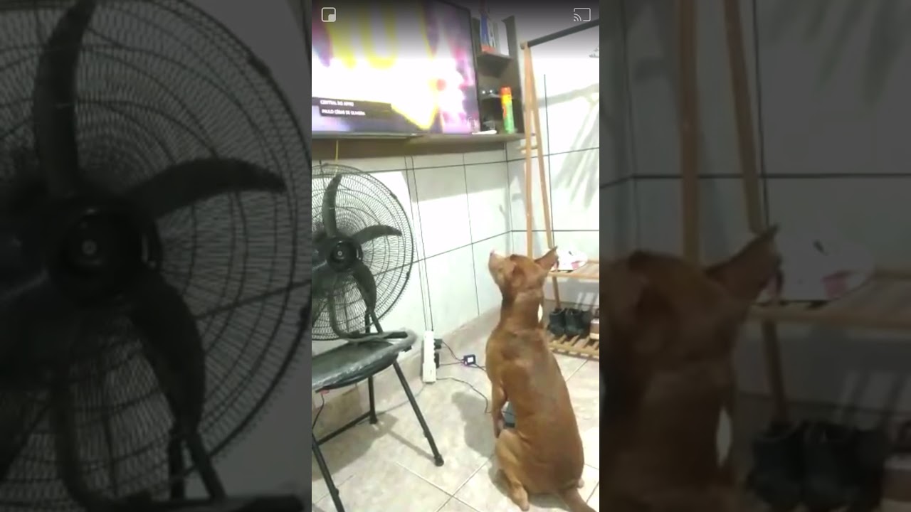 Cachorro comemorando gol do Flamengo Gabigol