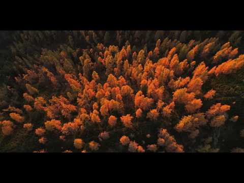 Vom Baum zum TRAPA Naturholzboden