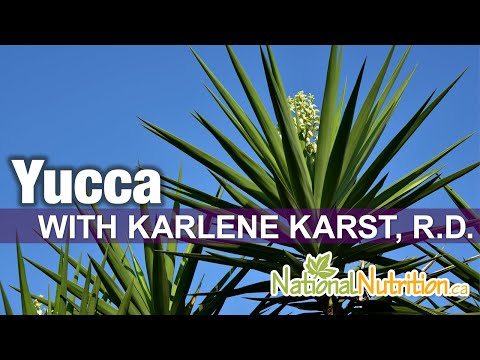 Yucca