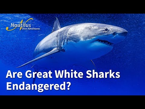 Guadalupe - Are Great White Sharks Endangered?