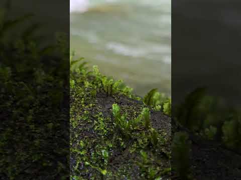 Landscape. Bocas del Toro.