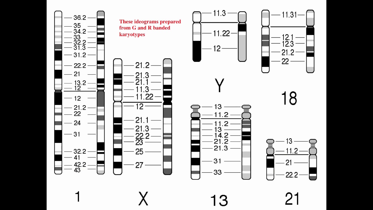 Cytogenetics II   Chromosome Analysis & Karyotypes