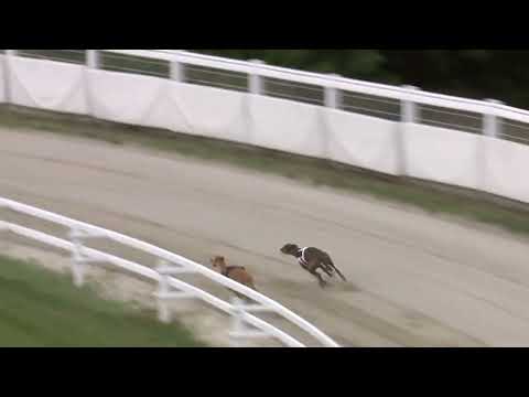 2022.06.16. 02. futam - Kincsem Park Sprint Derby Negyeddöntő II. futam