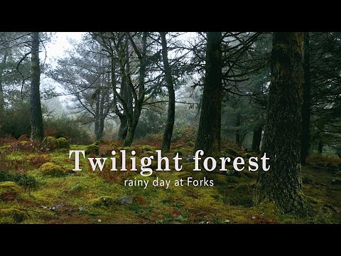 Rainy day in Forks forest • Twilight ambience • Reading and studying music 🌲