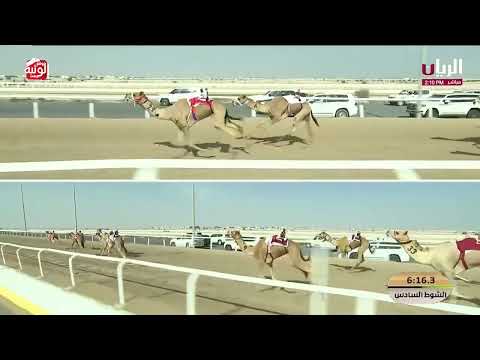  ش 6 ( بشار) لـ عبدالله أحمد الطير العامري 12:20:40 ,مهرجان الأمير الوالد 2026/2/9 ثنايا الشحانية  