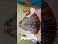 Varamahalaxmi Saree Draping Easy And Quick Goddess Decoration Varalakshmi Shorts Youtubeshorts