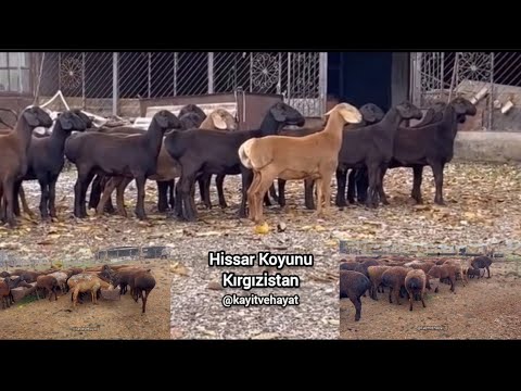 , title : 'Hissar Koyunu Irkı - Et Verimi Yüksek Orta Asya Koyunları #viral #viralvideo #küçükbaş #goat #farm'