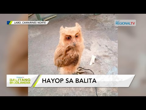 Balitang Bicolandia: Juvenile Philippine Scops Owl, na-rescue makalihis mahulog sa puon nin niyog