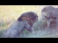 Black Rocks vs Salas Boys - Filmed by Zeno Safaris