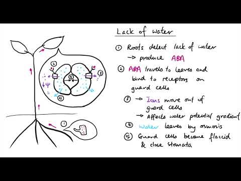 A2 Biology - Plant responses to abiotic stress (OCR A Chapter 16.2)