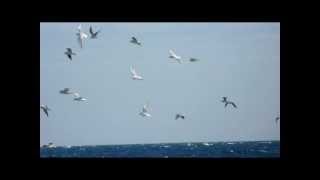 Love Sculpture - Seagull (0:30, UK, 1969)