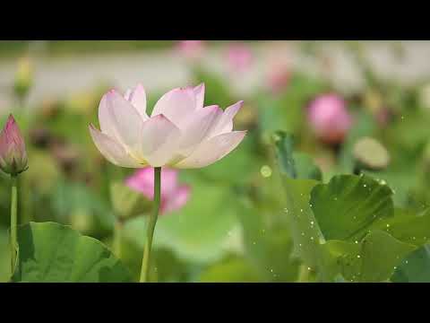 Tuesday Spring Lotus Blossom | Laid Back Playlist