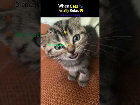 When Kitties Start Relaxing 😭