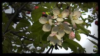 Only In God Is My Soul Satisfied (Praise & Worship) Based on Psalm 62