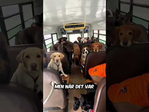 Alla Dessa Hundar Tillhör En Person 😱