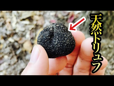 トリュフの木の根元にあるトリュフ