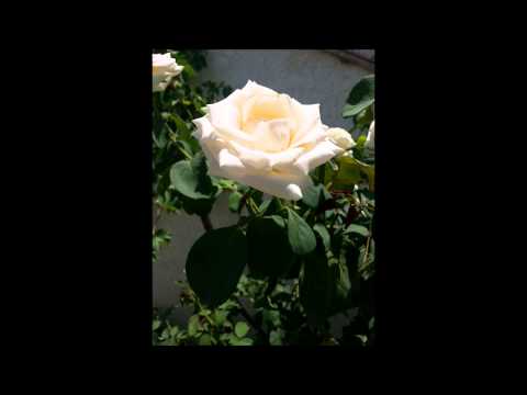 Happy birthday Nissrine