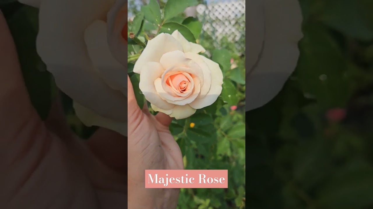 Majestic rose in June
