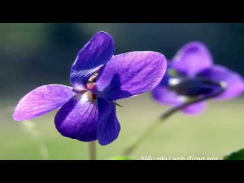 Tình em - Diệu Hiền