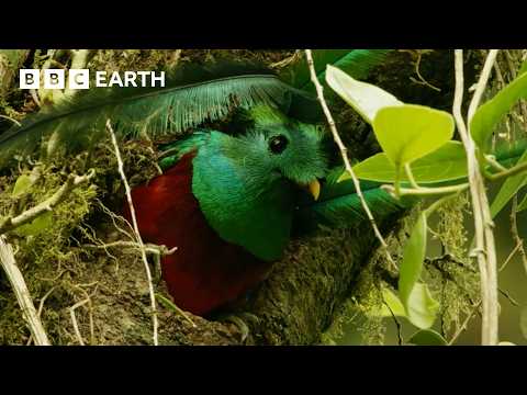 Is This the Most Beautiful Bird in the Americas? | Wild Mexico | BBC Earth