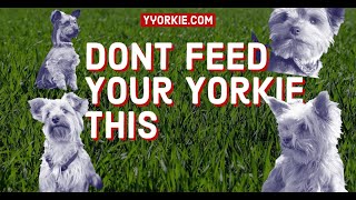 Things You Should Not Feed Your Yorkie | A MUST Watch