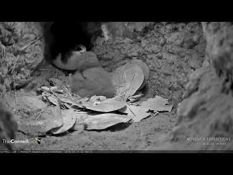 Adult Petrel Returns to Burrow and Feeds Nestling, March 16, 2018 | Bermuda Cahow Cam