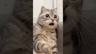 Download lagu POV: Your cat deserves an Oscar.🐱🤣🤣#cat #funny #usa🇺🇸 mp3