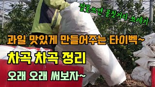 과일 당도와 착색이 탁월한 고가의 농자재 햇빛반사필름 타이벡(tyvek) 고품질의 과일을 만듭니다 고가의 농…