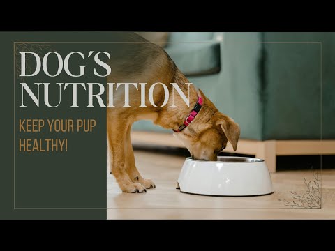 The Ultimate Guide to Dog Nutrition | Keep Your Pup Healthy! | FSH Collection