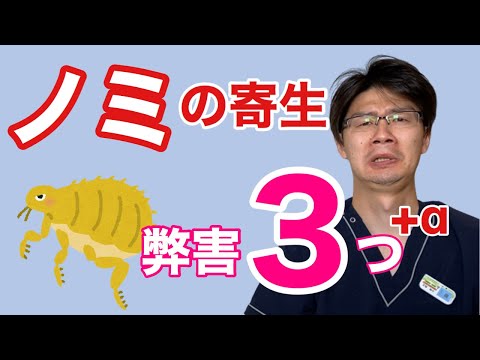 私の犬はよく引っ掻きますが、ノミはいません - 原因 -