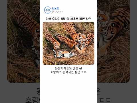 호랑이가 절대 안 한다던 행동이 찍힘 ㄷㄷ