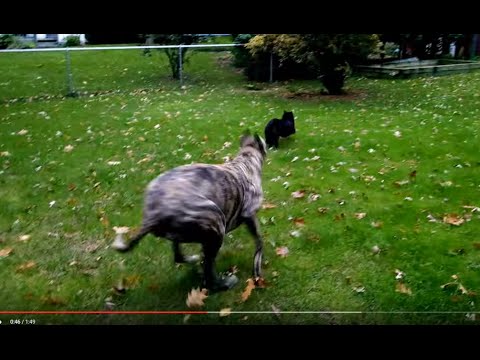 Nitro the happest Greyhound Dog in USA & Viper our cat playing together.