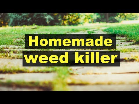 download lagu mp3 mp4 Killing Bindweed With Vinegar, download lagu Killing Bindweed With Vinegar gratis, unduh video klip Killing Bindweed With Vinegar