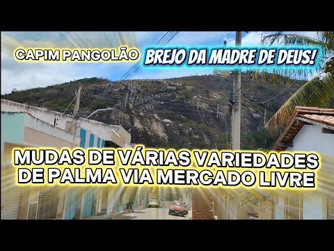 BREJO DA MADRE DE DEUS? Vários Pedidos de Mudas de Palma e Capim Pangolão Via Mercado livre 🇧🇷